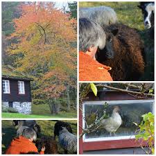 Bilderesultat for Sol i hjertet  mot i brøste