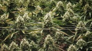 Easter Sunday and 4/20 Coincide in 2025: A Unique Calendar Convergence