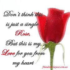 Image result for red rose images pictures