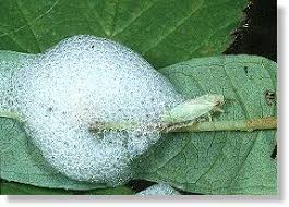 Image result for spittle bug