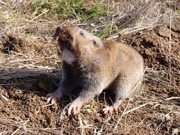 Image result for pocket gophers