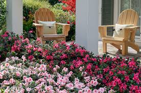 Image result for Azalea azaleas