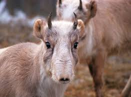 Résultat de recherche d'images pour "saiga antelope"