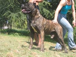 R�sultat de recherche d'images pour "cane corso"