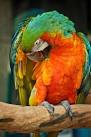 Pictures of 2 parrots talking like humans do download <?=substr(md5('https://encrypted-tbn1.gstatic.com/images?q=tbn:ANd9GcTmfK7LSk4SFLcq5XgeMr9UQ0pv54ZN4g75eTpHAB6HzPcfCgDgYMbOAR-0'), 0, 7); ?>