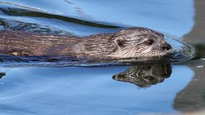 Resultado de imagem para aonyx cinerea wikipedia