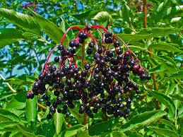 Bildergebnis für wacholderbeeren am strauch