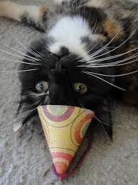 Image result for cats at a party