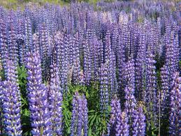Image result for lupine