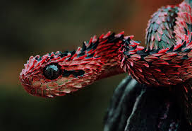 Image result for african snake