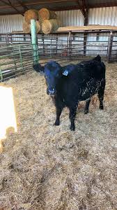 Caring for First Calf Heifers: Tips and Insights | TikTok