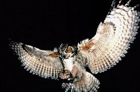 Image result for owls