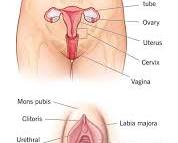Reproductive system diagram