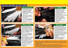 Hasil gambar untuk murai batu