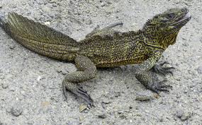 Picture of Hydrosaurus