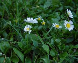 Image result for bellis perennis