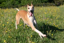 Resultado de imagem para whippet