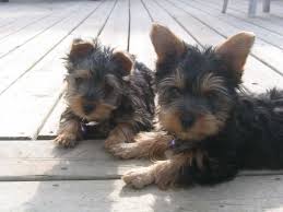 Two black and tan colored Silky terrier puppies laying on a wooden porch