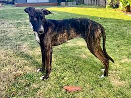 Update- Definitely surprised : r/DoggyDNA