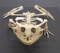 Image result for beelzebufo madagascar frog