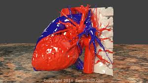 Image result 3d printed heart