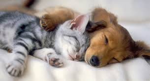 Image result for dogs and cats