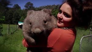 Image result for wombat