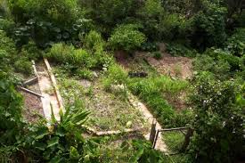 Permakultura i No-Dig