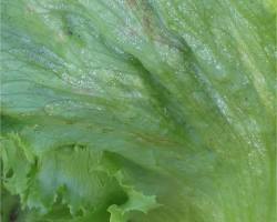 Immagine di Bremia lactucae peronospora radicchio