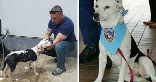 Stray Dog Walks Into Police Station, Gets A Job | Bored Panda
