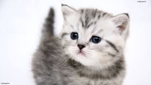 Image result for cat