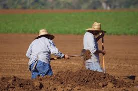 El 55% de la población labora en la informalidad, sin derechos a la salud, pensiones o la protección frente a riesgos de trabajo. Así es México