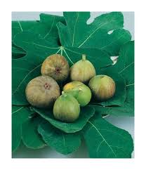 Risultati immagini per fico brogiotto