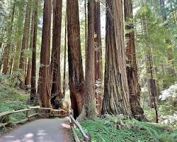 Image of Muir Woods National Monument