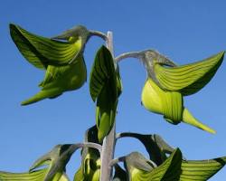 Image of Green birdflower