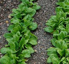 Image result for spinach