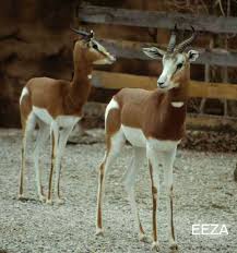 Résultat de recherche d'images pour "dama gazelles"