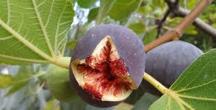 Risultati immagini per fico brogiotto