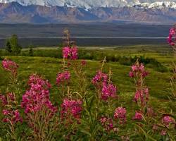 Denali National Park