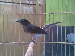 Hasil gambar untuk murai batu