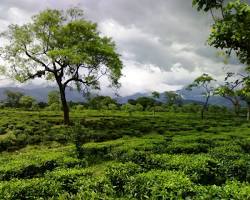 Hình ảnh về Duars rainforest in India