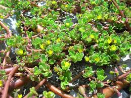 Resultado de imagem para beldroega