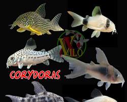 Gambar ikan Corydoras dasar akuarium