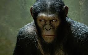 Image result for MONKEYS