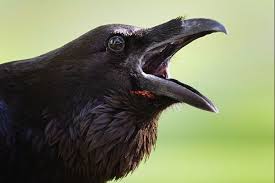 Image result for crow