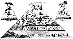 external image images?q=tbn:ANd9GcToj5NQ8GgrxejV3VKseXaDnk8-tgSUJeCiX7KkqZPhLUyClesT