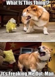 Image result for funny animal pictures