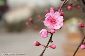 plum flower ile ilgili görsel sonucu