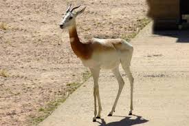 Résultat de recherche d'images pour "dama gazelles"