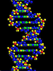 Resultado de imagen para DNA molecule